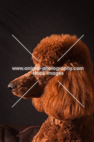 red standard Poodle, profile