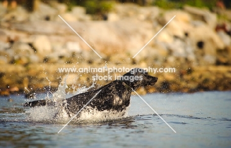 black Labrador Retriever jumping out of water