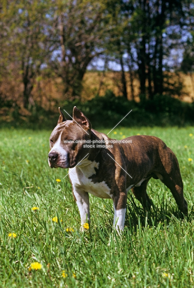 kodiak's kid chuttley, american staffordshire terrier with cropped ears standing in field