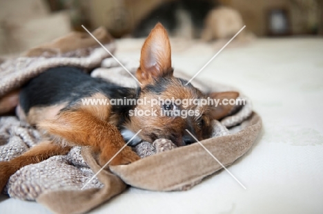 terrier mix puppy burrowing in blanket