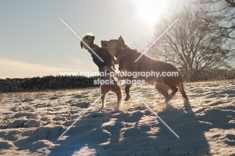 two dogs playing in winter