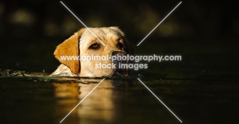 cream Labrador Retriever swimming