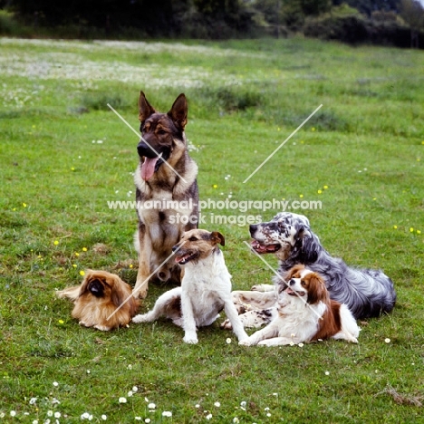 group of five dogs together