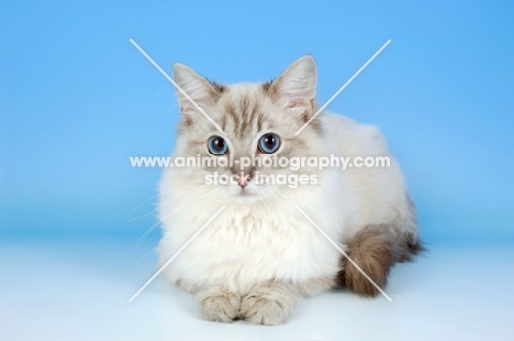 blue tabby point ragdoll cat, lying down