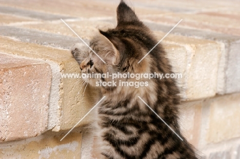 tabby kitten trying to get up a step