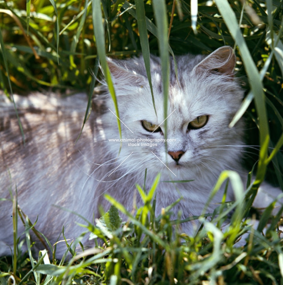 cameo cat in long grass