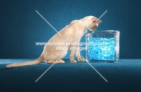 Tonkinese looking at marbles