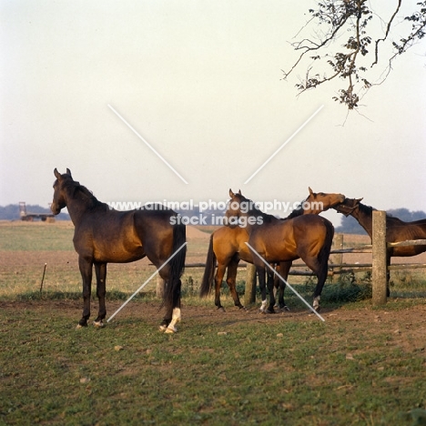 Appell, Okay, Pikant , group of Danish Warmbloods