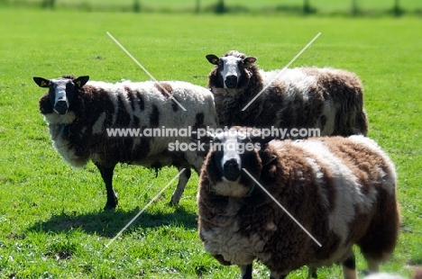 three bonte Texel sheep, (bonte Texelaar)