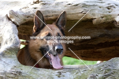 German Shepherd Dog (Alsatian) looking out of log