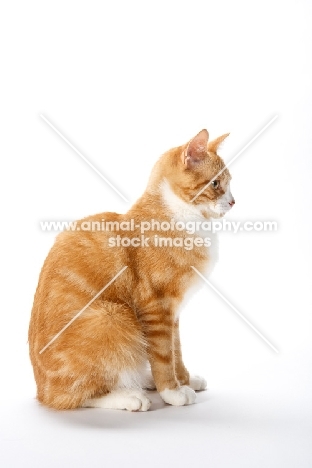 red and white tabby cat