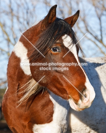 Pintabian horse