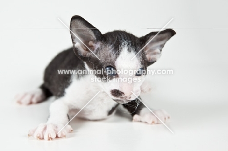 bi-colour Peterbald kitten 4 weeks old