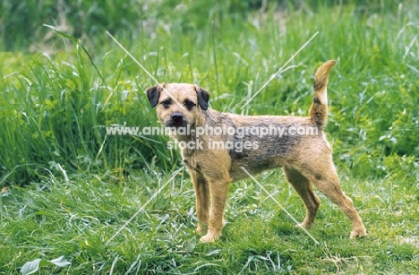 Border Terrier