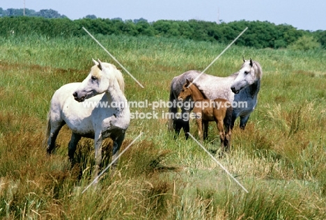 two camargue ponies with a foal