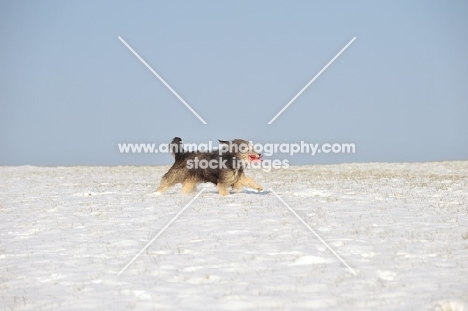 Polish Lowland Sheepdog running in snowy field snow