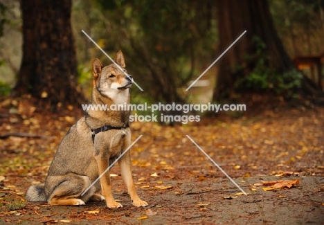 Shiba Inu in autumn