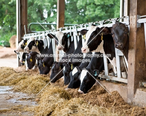 group of Friesians in stable