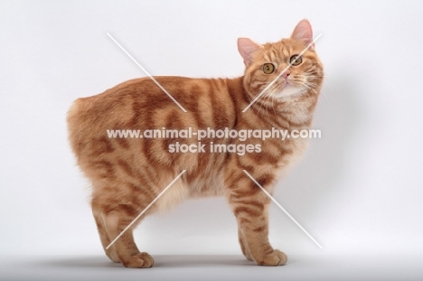 Red Classic Tabby Manx