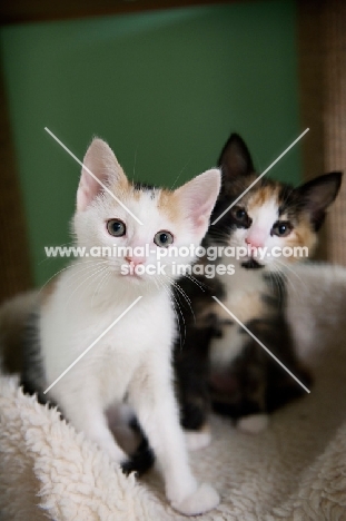 two calico kittens sitting next to each other