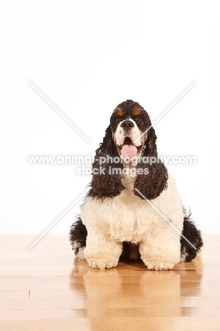 American Cocker Spaniel sitting on wooden floor