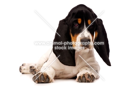 Basset Hound cross Spaniel puppy lying down isolated on a white background