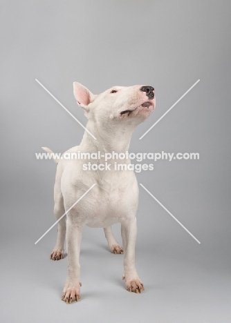 Bull terrier standing on grey studio background, looking up.
