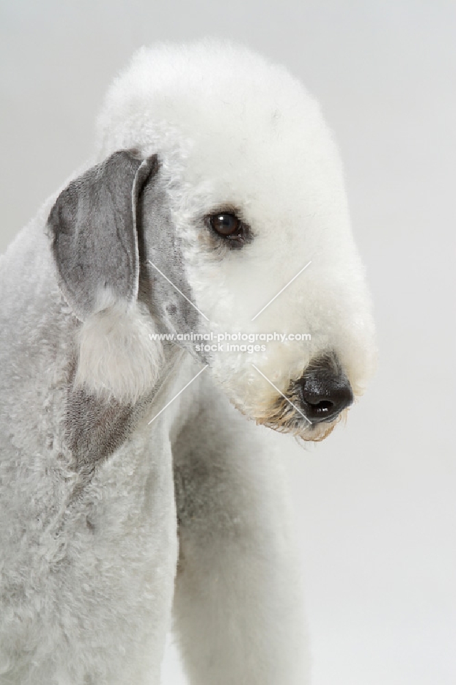 Bedlington Terrier, portrait