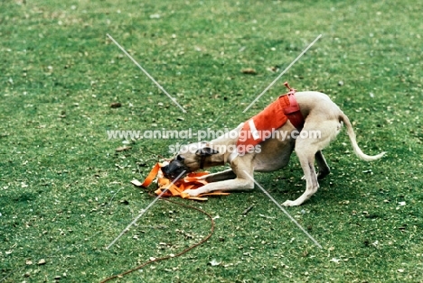 racing whippet biting lure after race