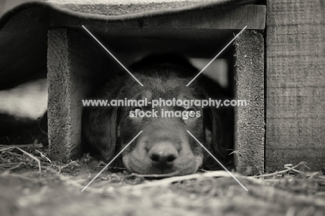 a cute beauceron puppy hiding 