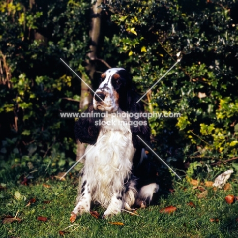 english cocker spaniel sitting