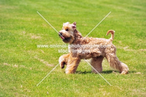 Irish Soft Coated Wheaten Terrier retrieving ball