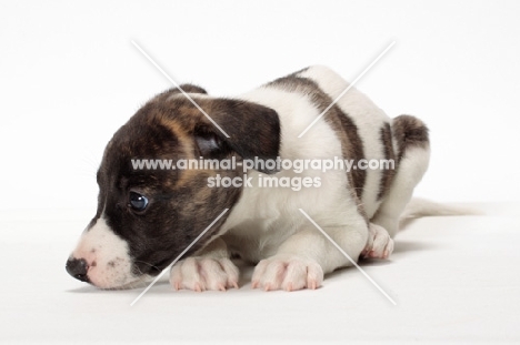 white and brindle Whippet puppy