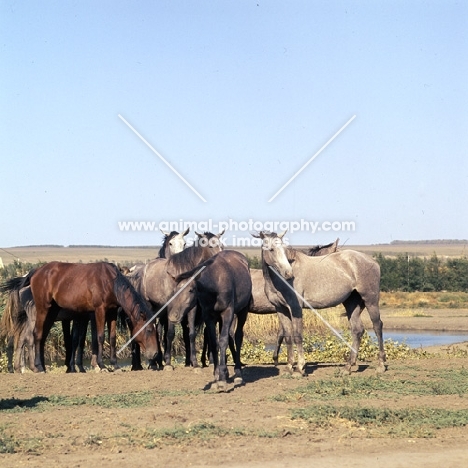 tersk fillies in water at stavropol stud, russia