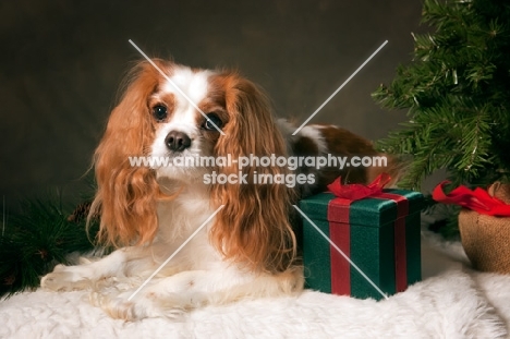 cavalier king charles spaniel