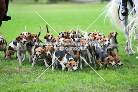 Beagles on a hunt