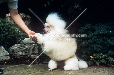 miniature poodle shaking hands