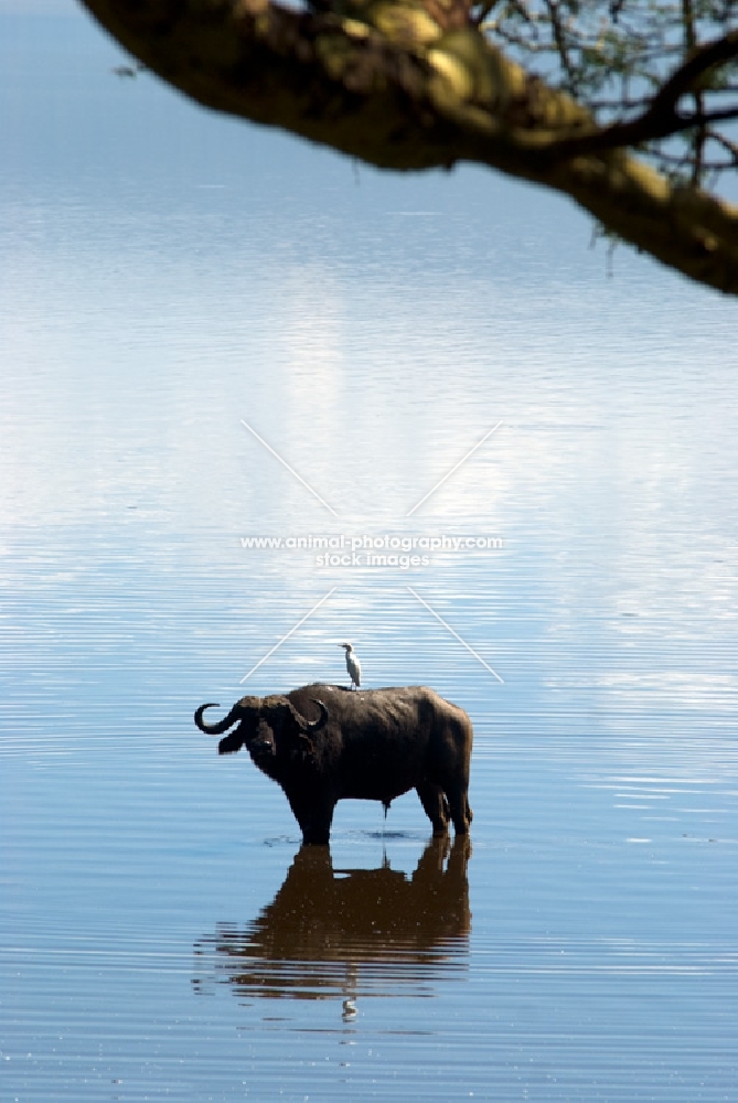 buffalo standing in water with bird on its back