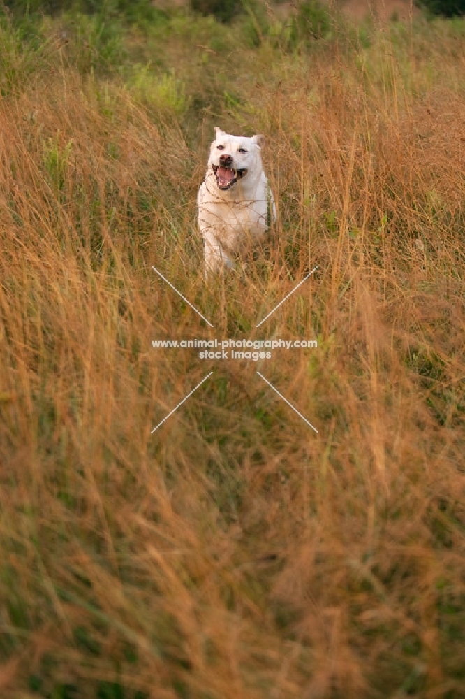 yellow labrador running toward camera in tall grass