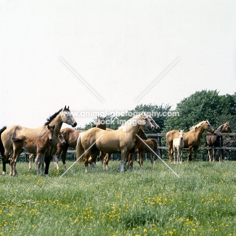 group of mares and foals standing looking