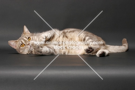 blue classic tabby American Shorthair cat resting on grey background