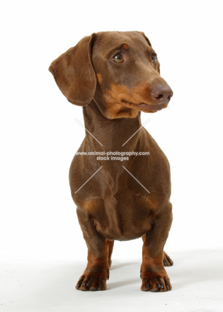 Chocolate Smooth Dachshund on white background