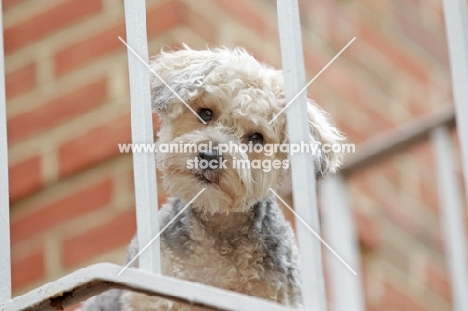 Yorkipoo (Yorkshire Terrier / Poodle Hybrid Dog) also known as Yorkiedoodle looking down from balcony