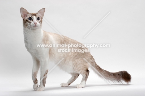 Balinese in studio, Seal Lynx Point Bi-Color, standing