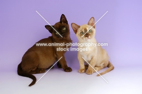 Burmese Chocolate and Chocolate Tortie Kittens
