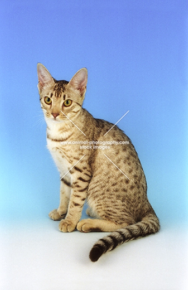 chocolate silver spotted Ocicat sitting on blue background