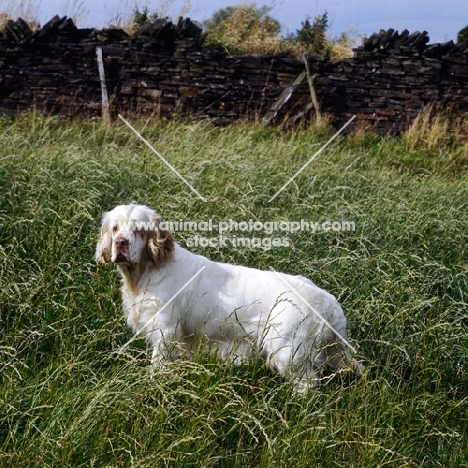 clumber spaniel in long grass