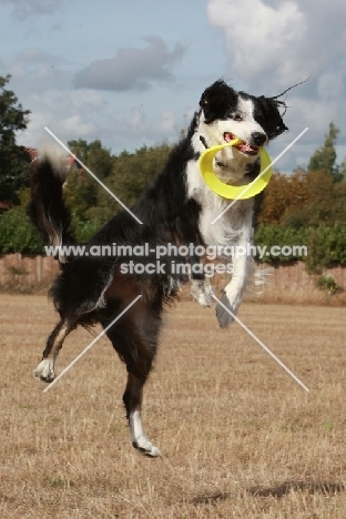 Border Collie catching frisbee