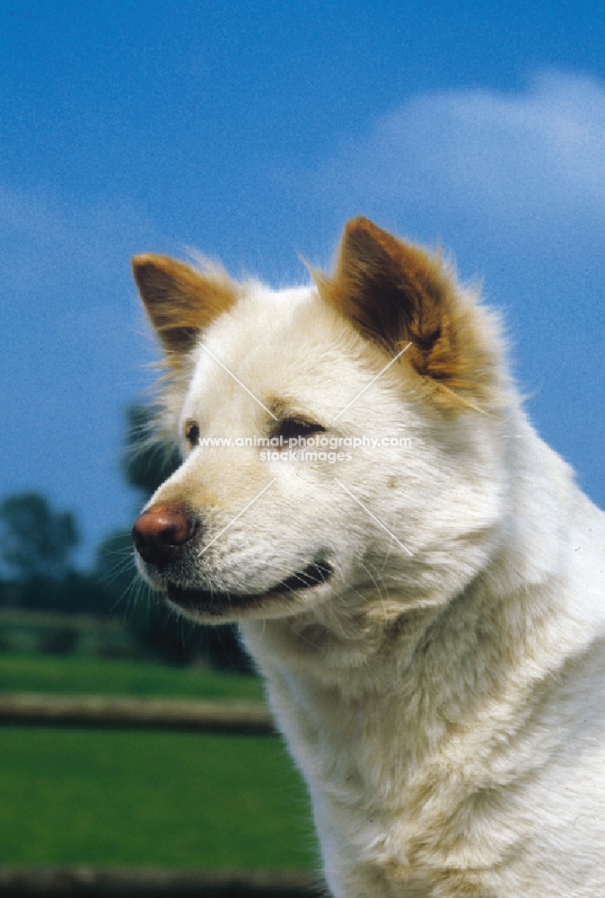 Anjing Kintamani aka Bali Mountain Dog, official Indonesian breed. Extremely rare