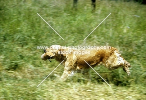 golden retriever retrieving dummy with hind legs in the air